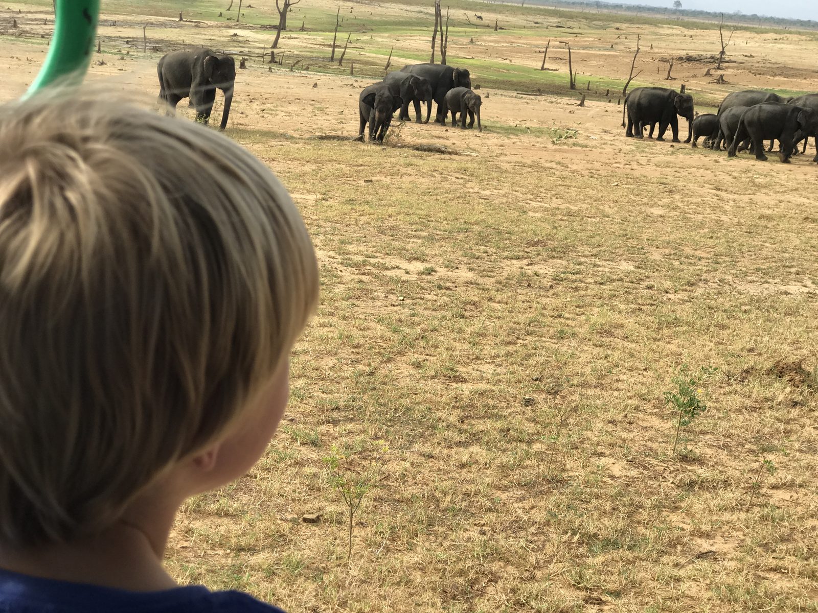 Safari at Yala National Park